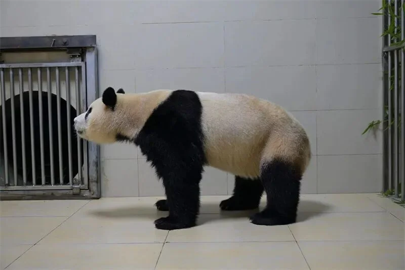 Fu Bao in full profile