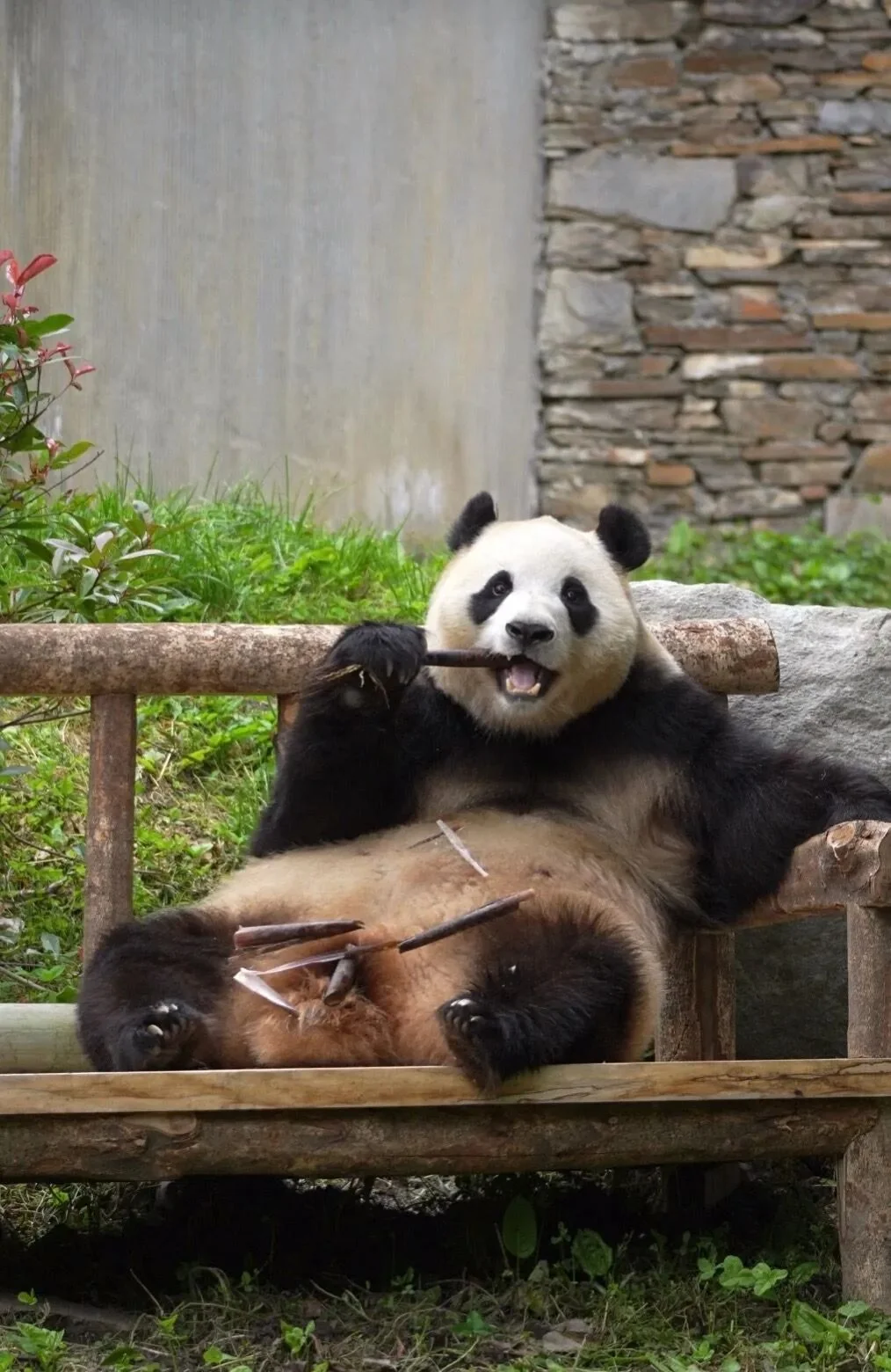 Fu Bao eating bamboo