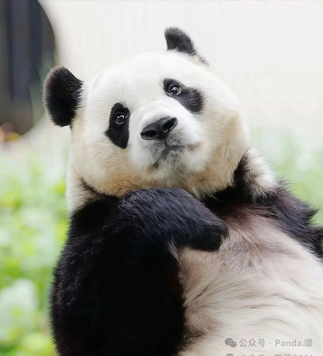 Fu Bao with a dazed, adorable look