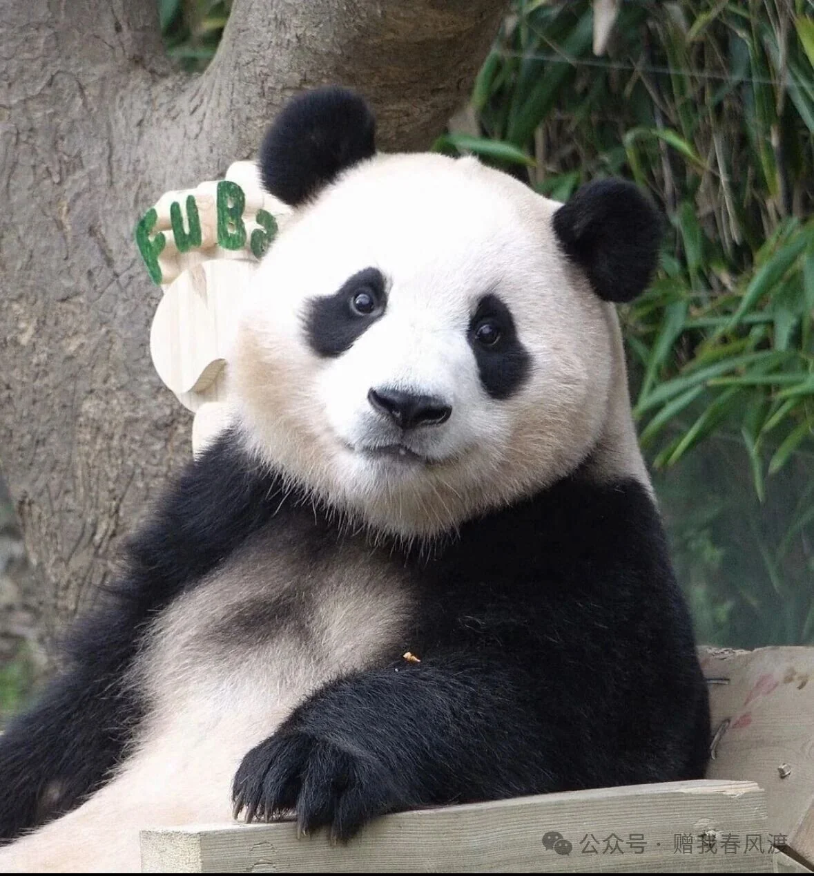 A solo portrait of Fu Bao