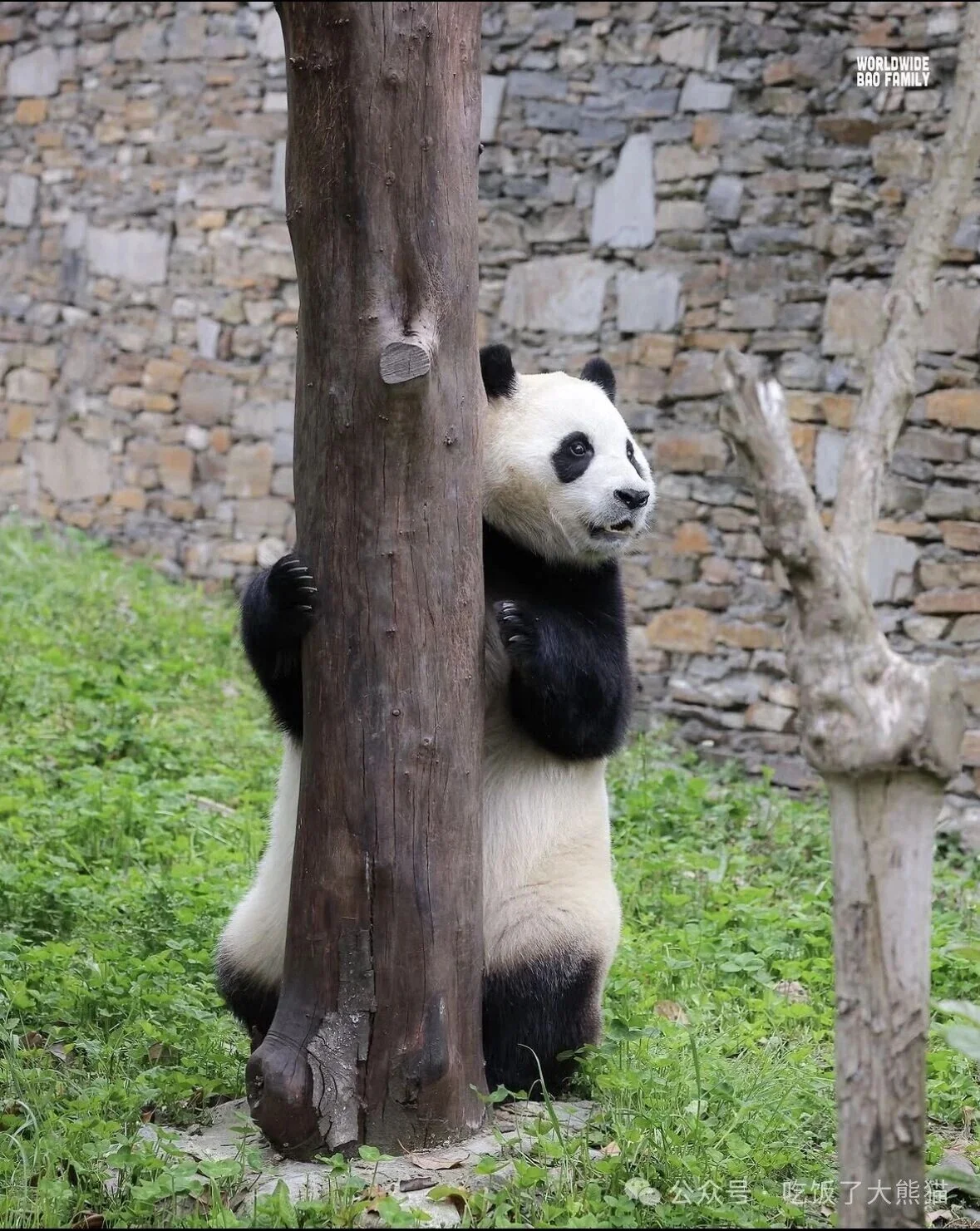 Fu Bao peering out from behind a tree