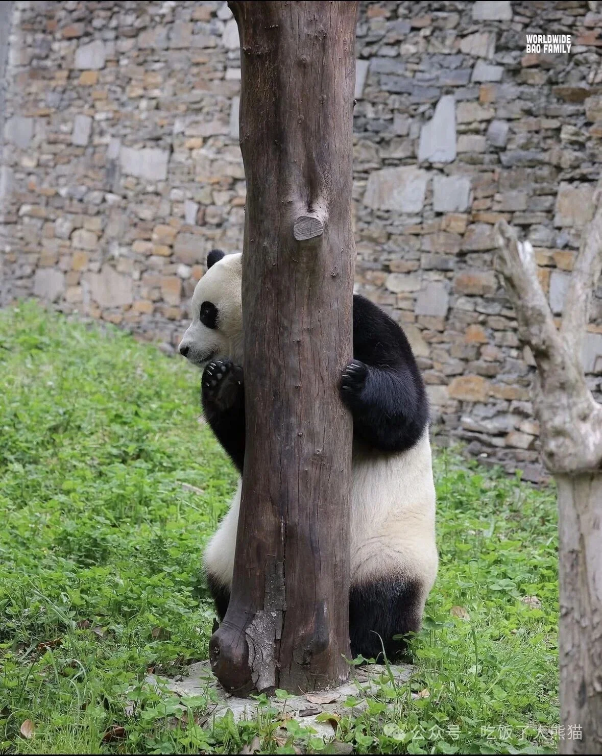 Fu Bao peeking out from behind a big tree