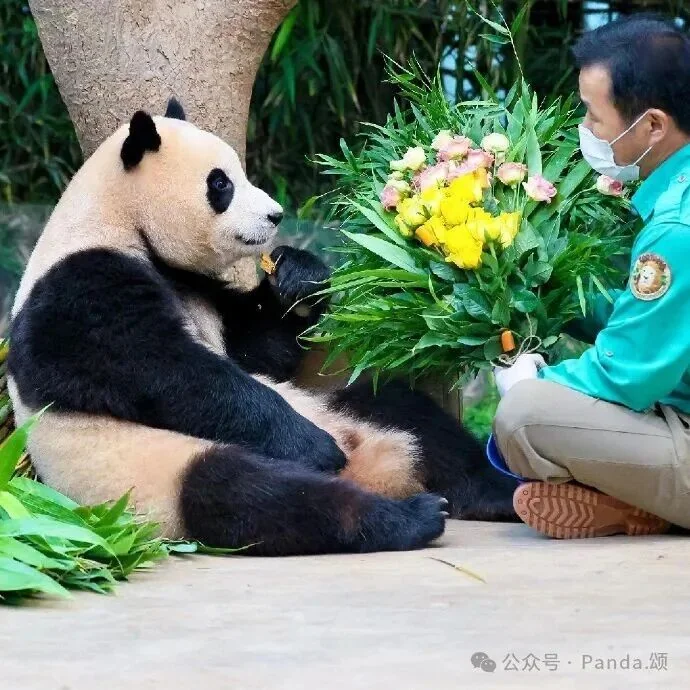 Thumbnail: Fu Bao sits beside her Korean keeper
