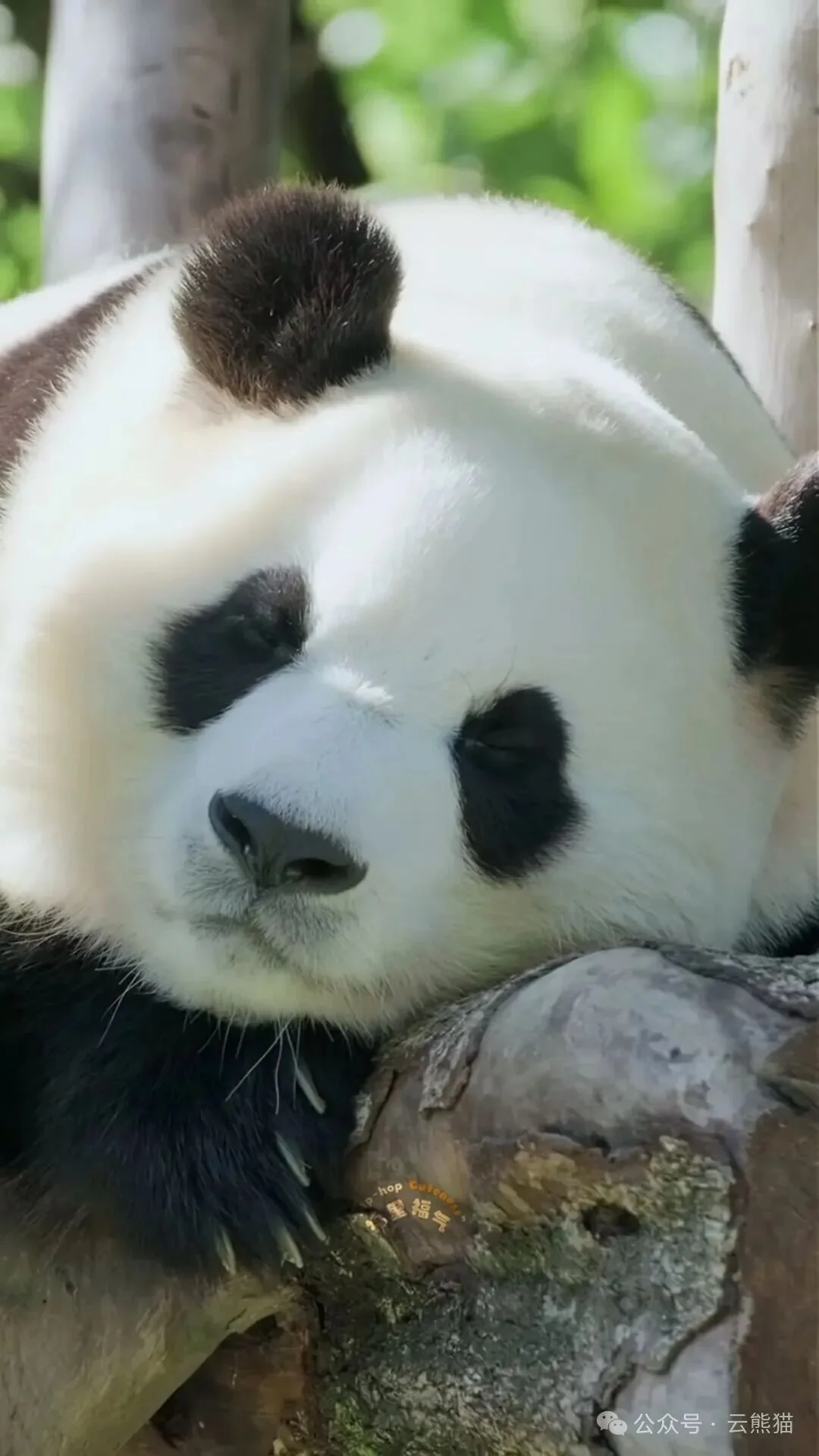 Thumbnail: Fu Bao dozing with her eyes closed on a stump