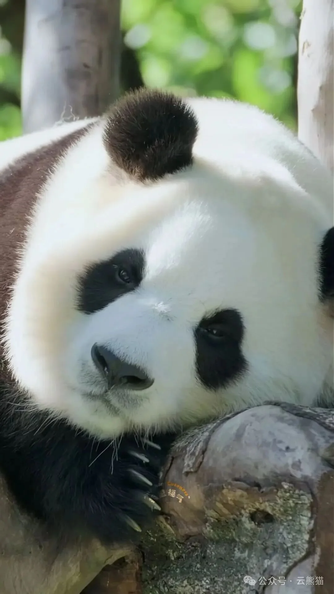 Thumbnail: Fu Bao on a stump, looking straight at the camera