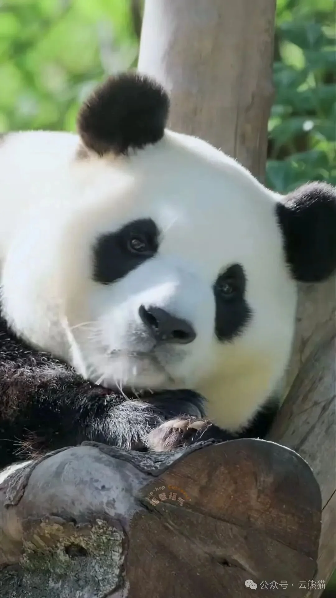 Thumbnail: Fu Bao resting on a tree stump