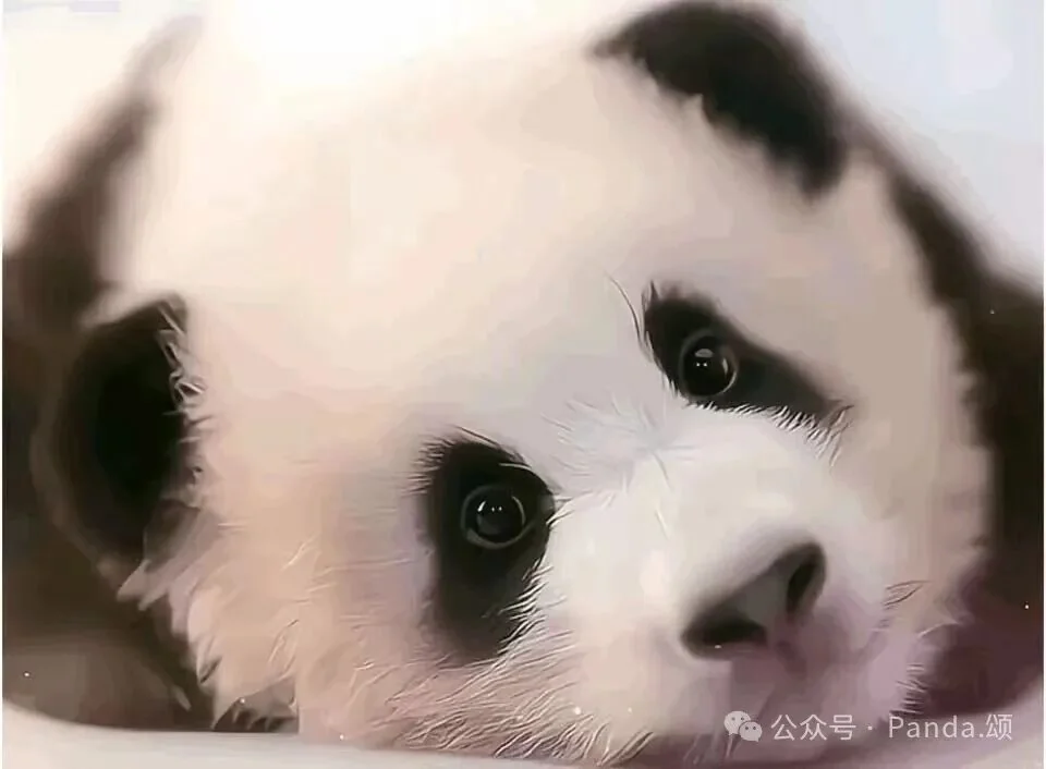 Thumbnail: A cute snapshot of young Fu Bao