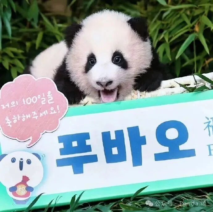 Thumbnail: Fu Bao as a cub