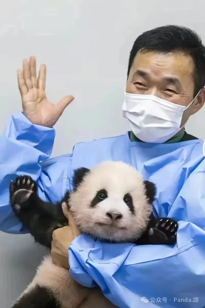 Thumbnail: Young Fu Bao with keeper Grandpa Jiang