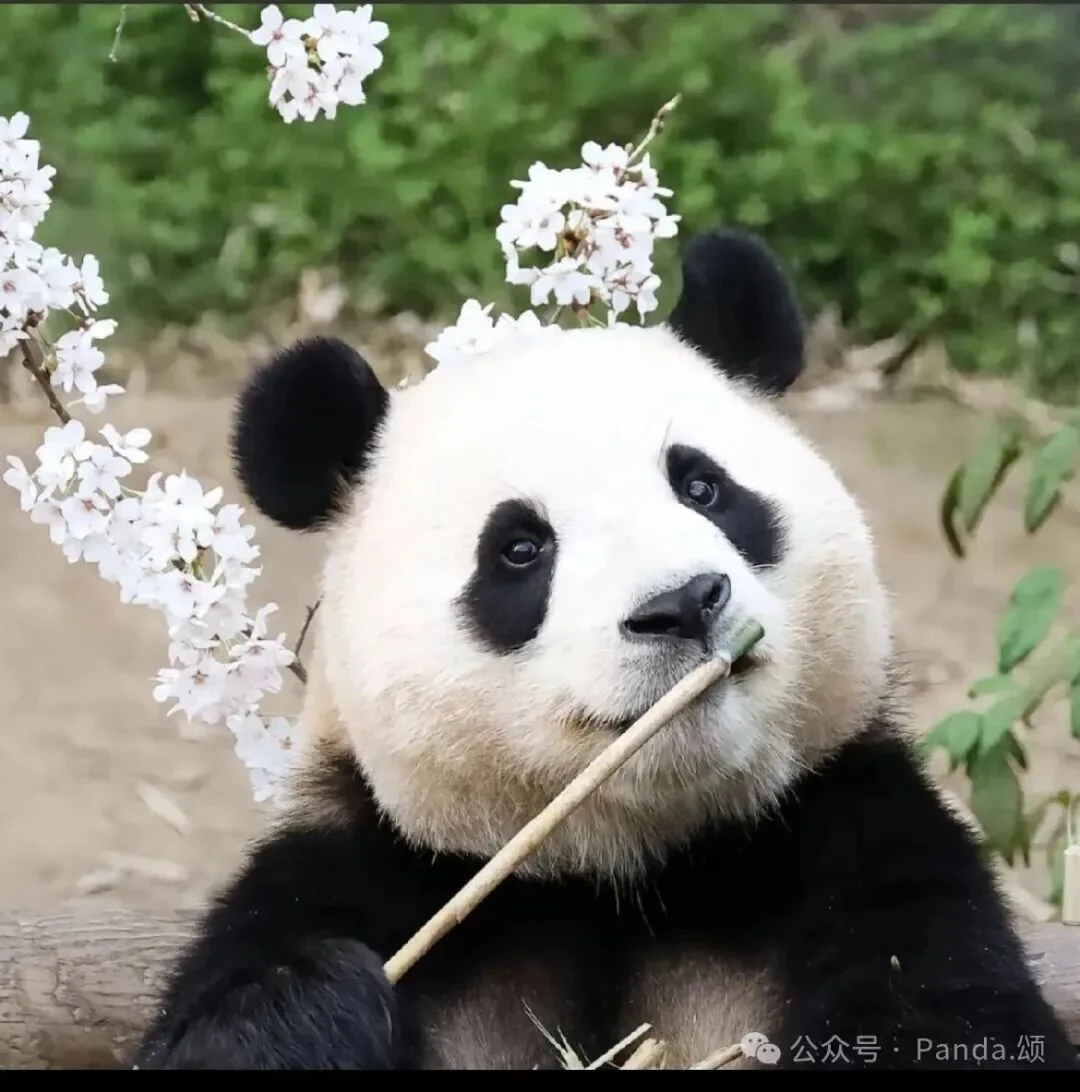 Thumbnail: Fu Bao — the ‘visual ceiling,’ the panda world's most beautiful princess