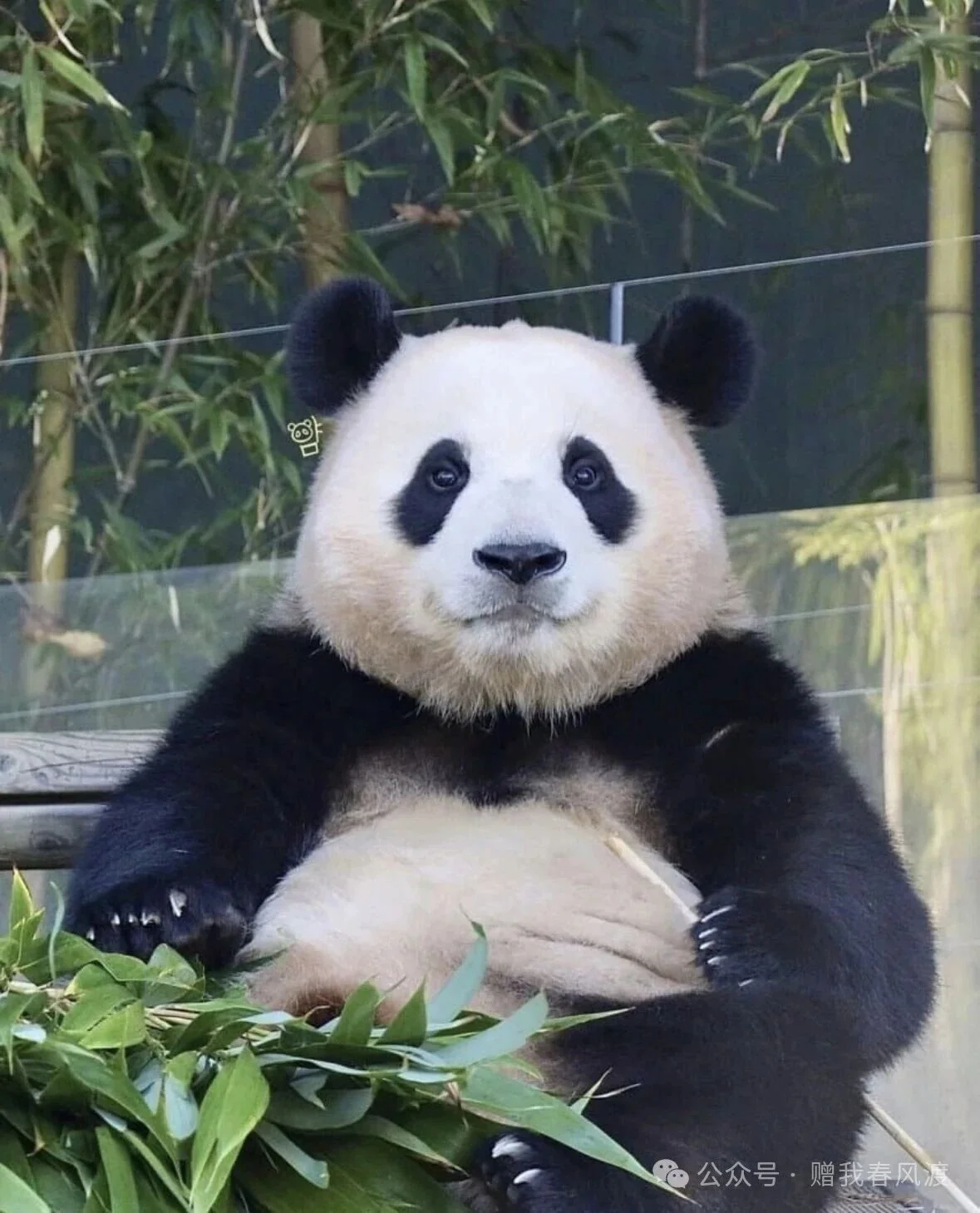 Thumbnail: Fu Bao munching on bamboo