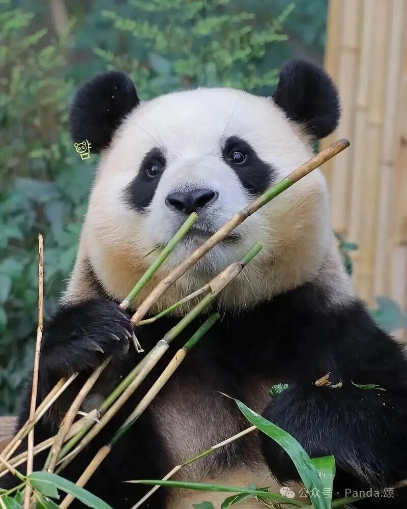 Thumbnail: Fu Bao sitting upright while eating bamboo