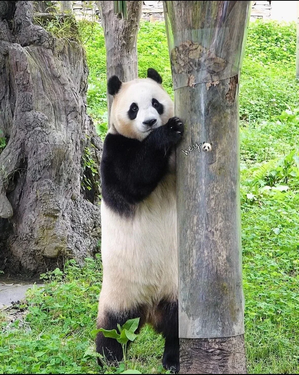 Thumbnail: Fu Bao playing beside a big tree