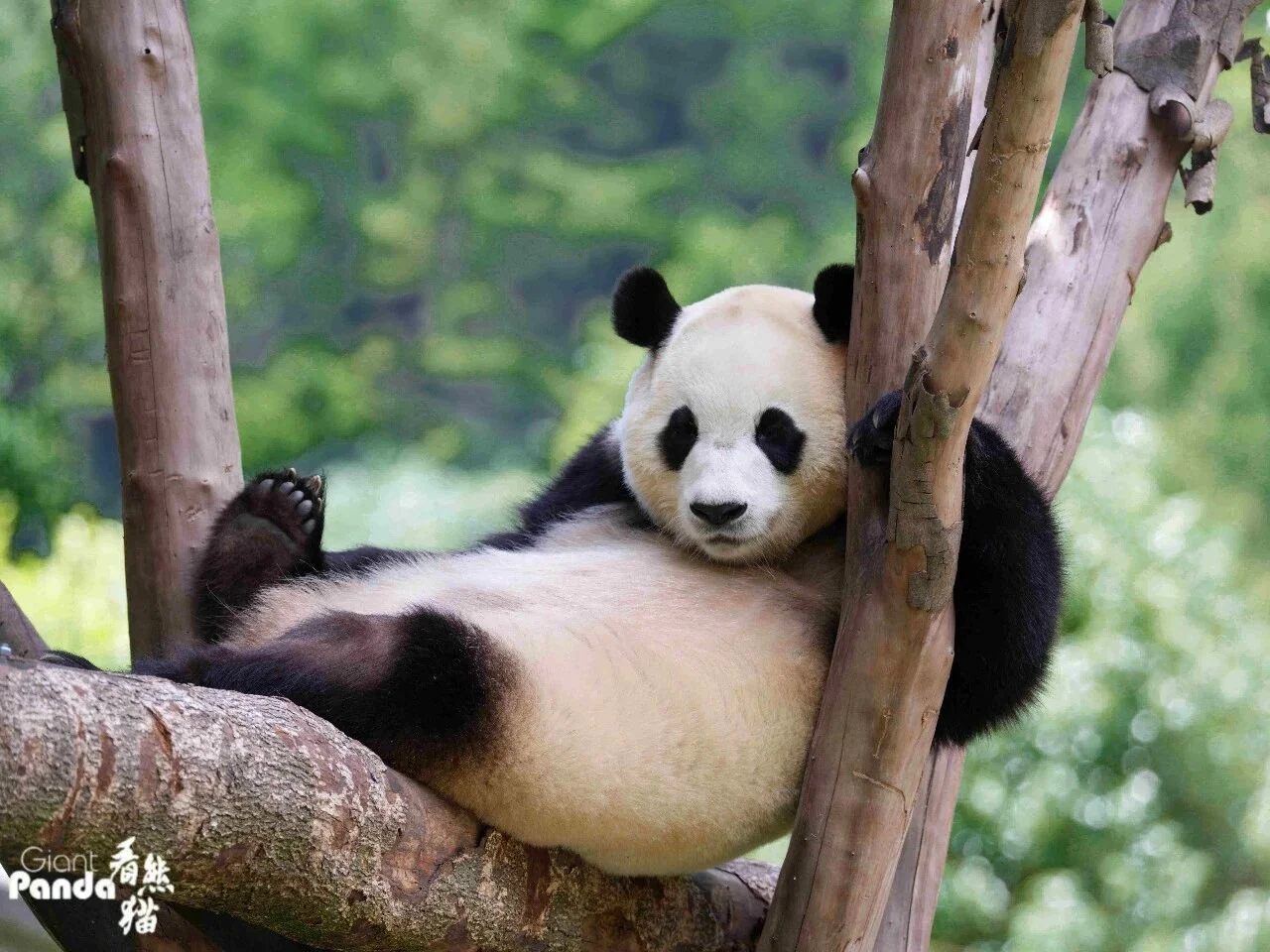 Thumbnail: Fu Bao asleep in a tree