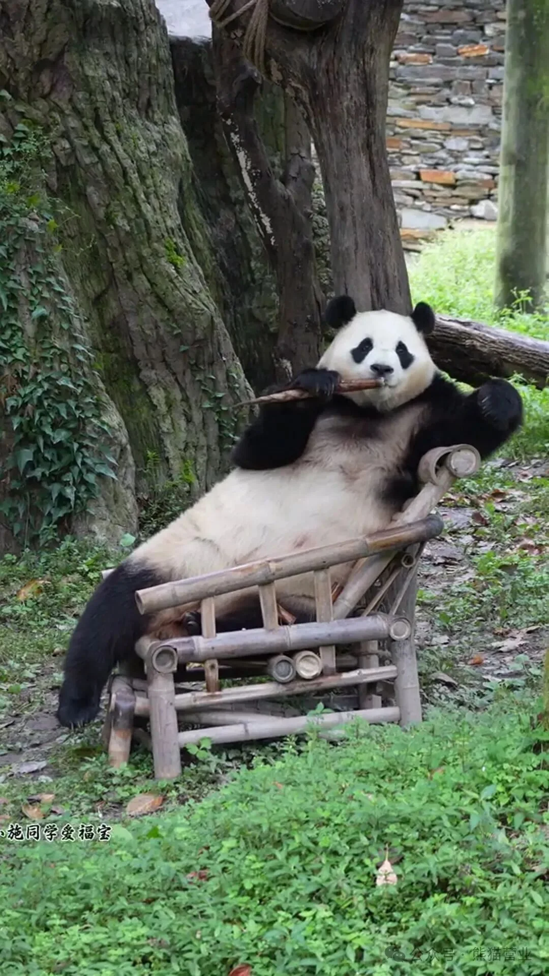 Thumbnail: Fu Bao eating bamboo shoots perched on a chair