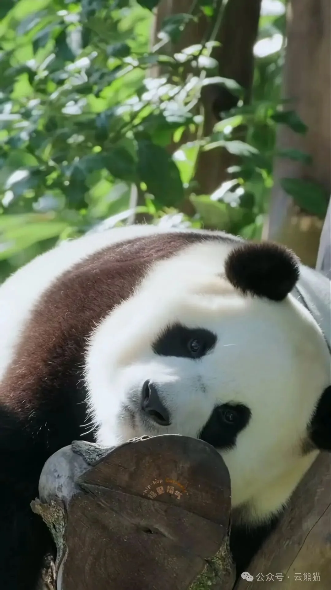 Thumbnail: Fu Bao resting beside a tree stump