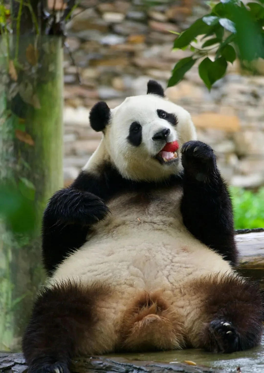 Thumbnail: Fu Bao sitting and eating bamboo