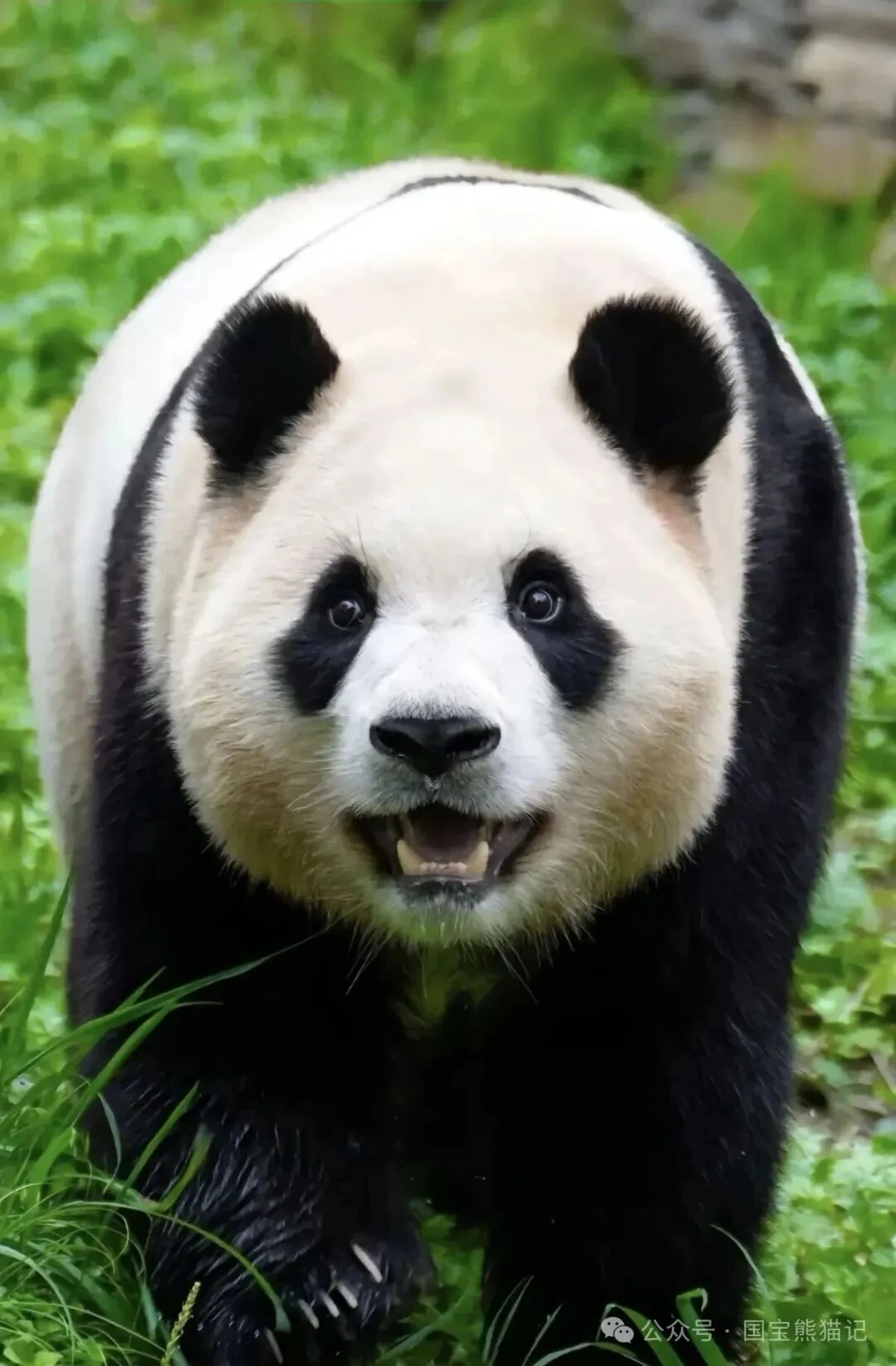 Photo of Fu Bao