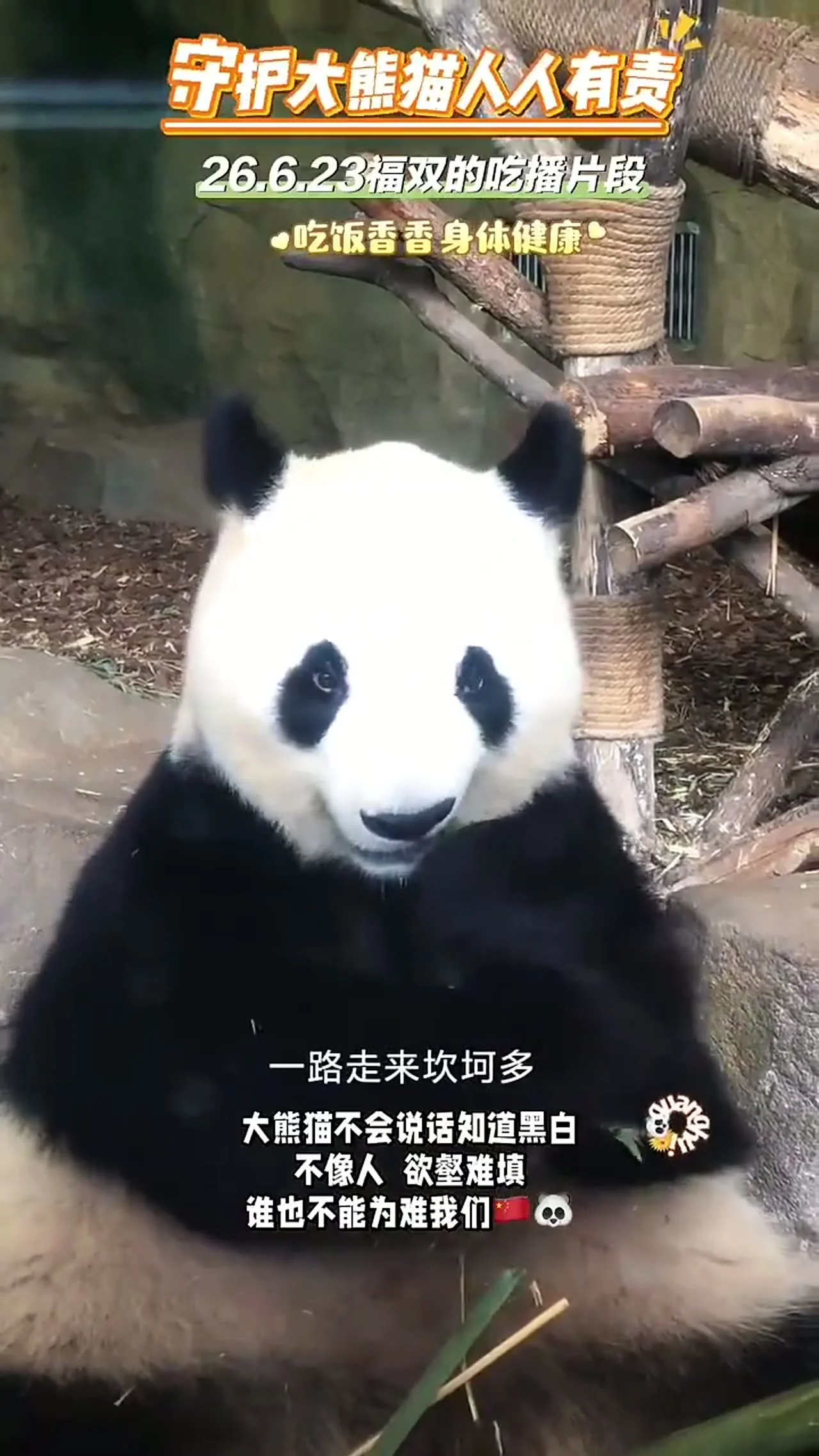 Video thumbnail: Fu Shuang footage with Ping Ping, Baoli and Qingbao