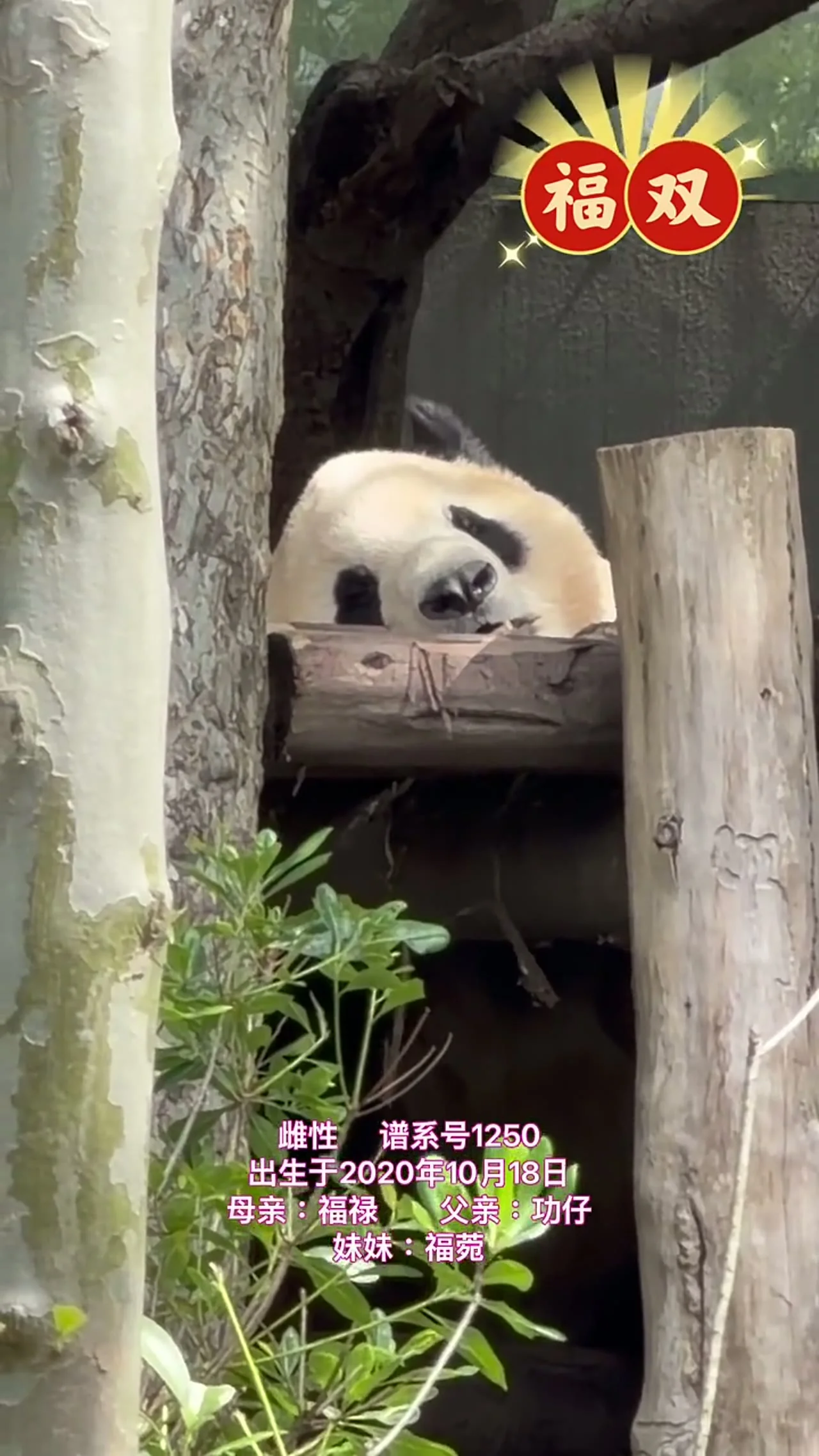 Video thumbnail: Fu Shuang half-hidden before Atlanta departure