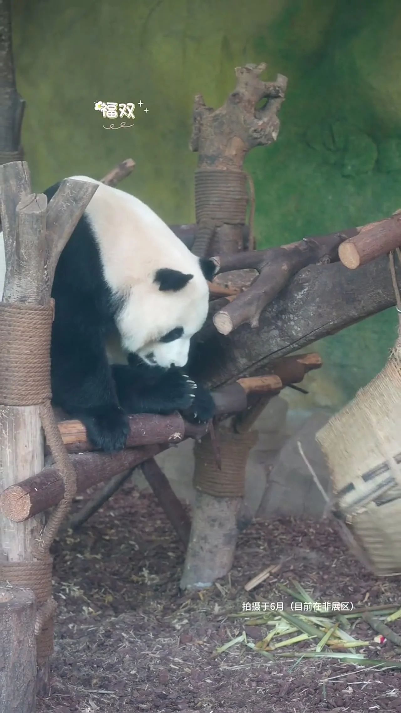 Video thumbnail: Fu Shuang enrichment feeding