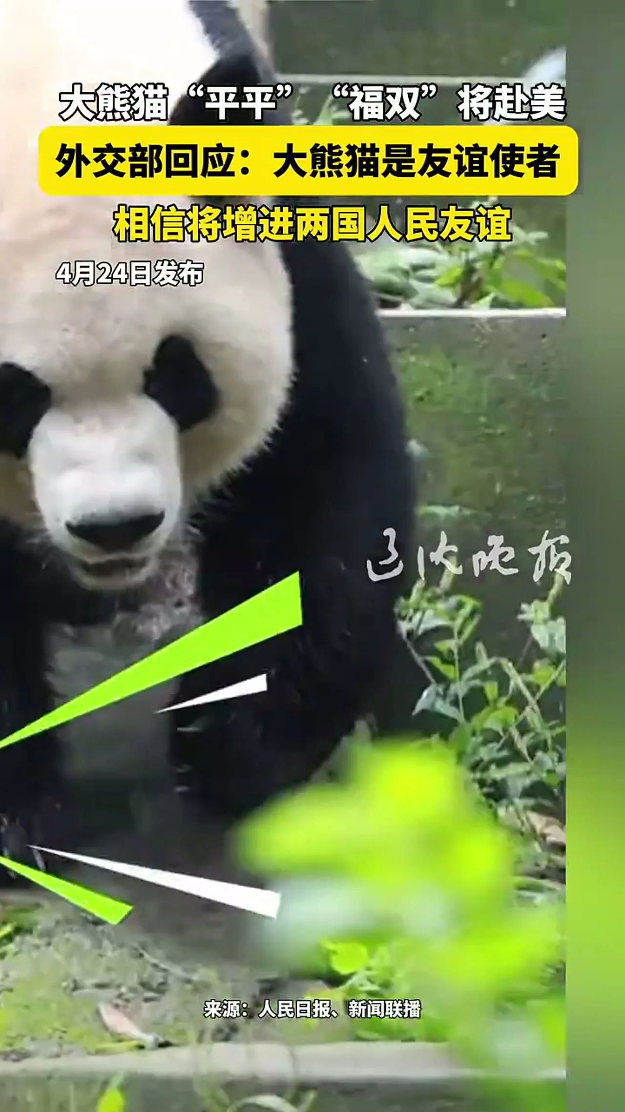 Video thumbnail: Foreign Ministry on Fu Shuang and Ping Ping going to the U.S.