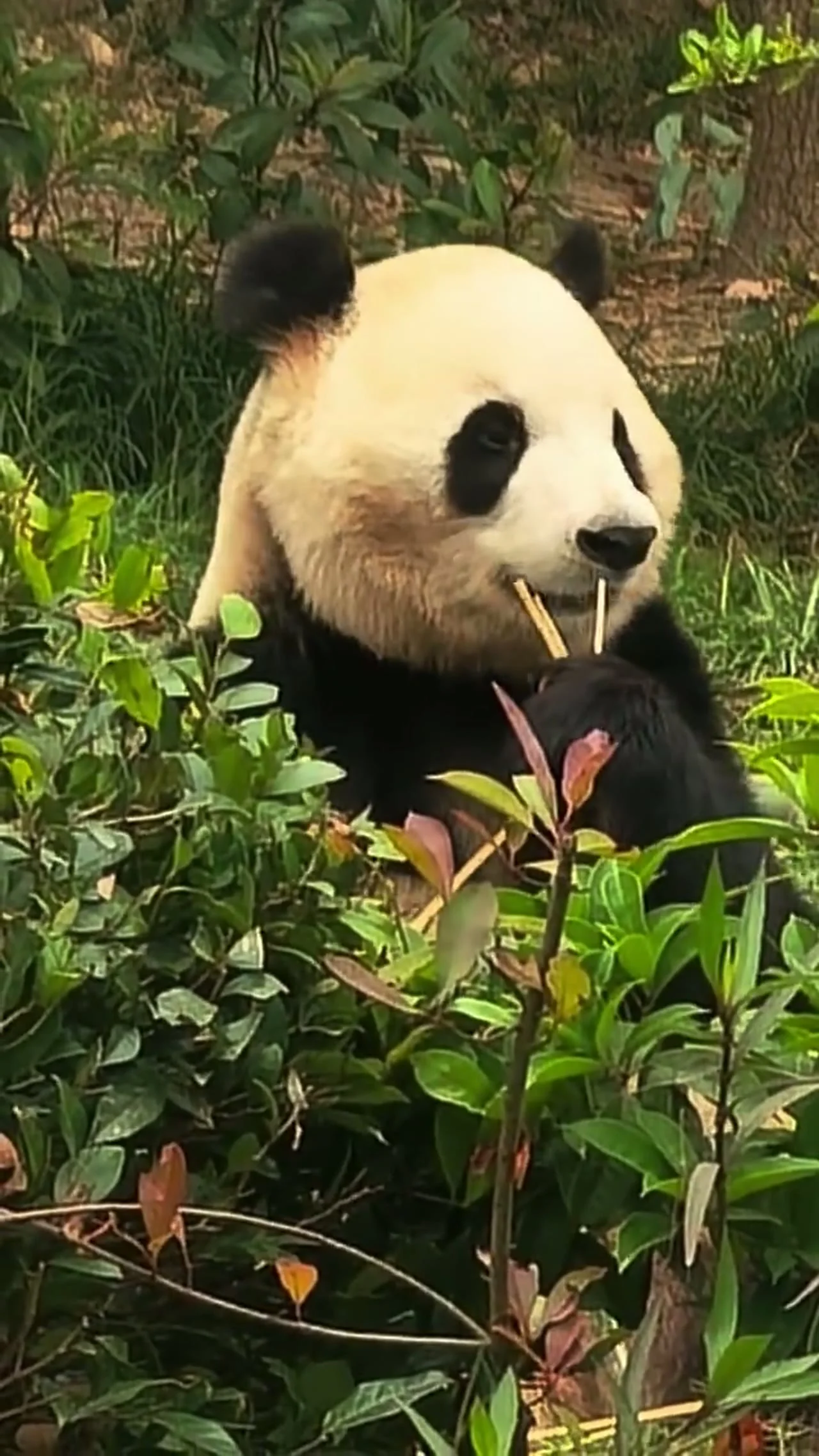 Video thumbnail: Fu Shuang resembles uncle Fu Xing