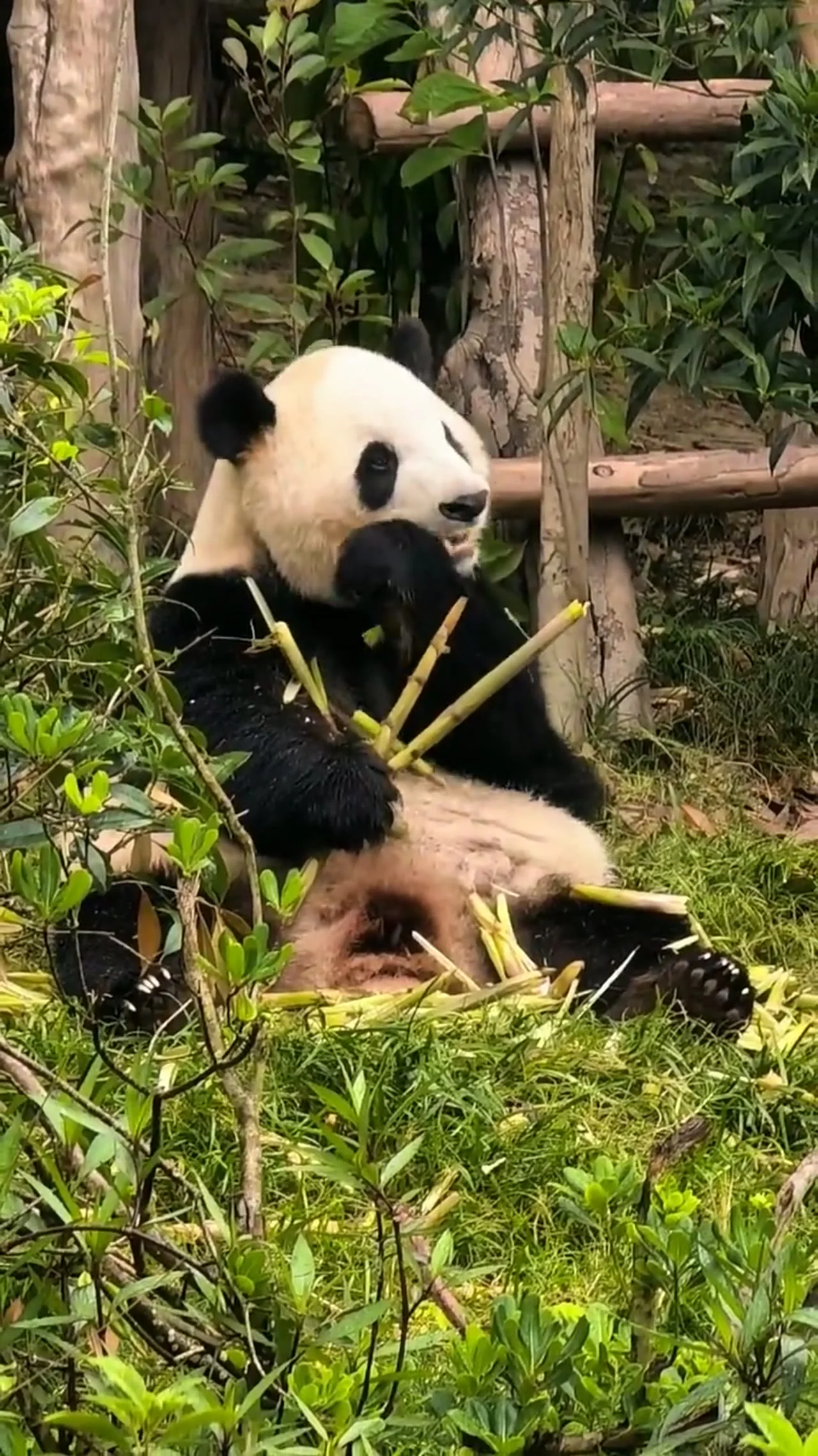 Video thumbnail: Xi Bao (Fu Shuang) and Ping Ping’s 10-year U.S. stay