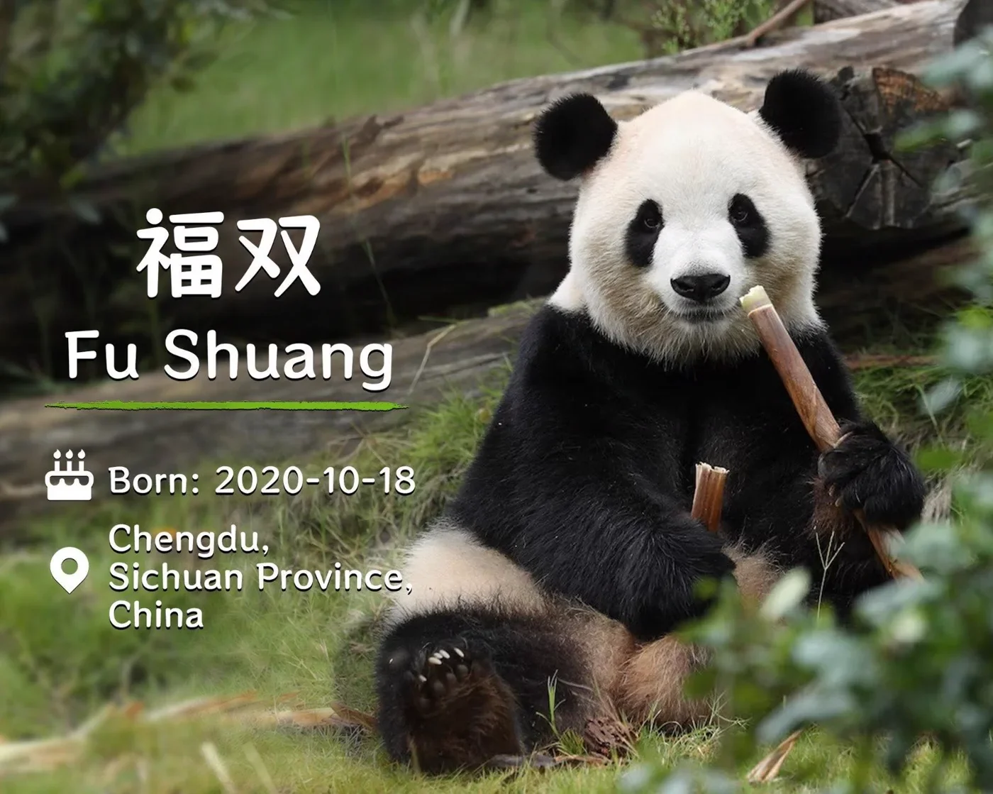 Official introduction image of Fu Shuang (福双, studbook 1250), showing her birth date, 18 October 2020, and her birthplace, Chengdu, Sichuan Province.