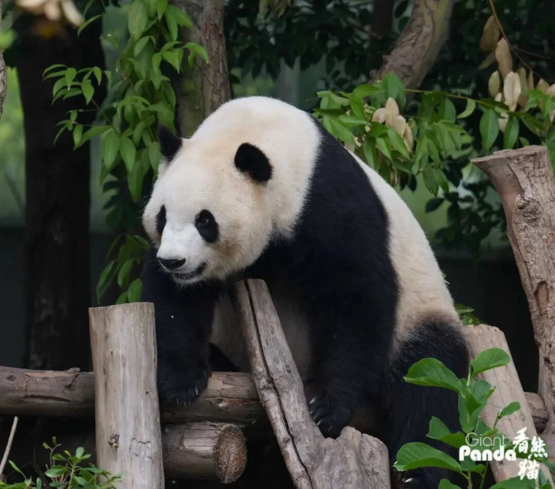 Fu Shuang climbing a tree stump