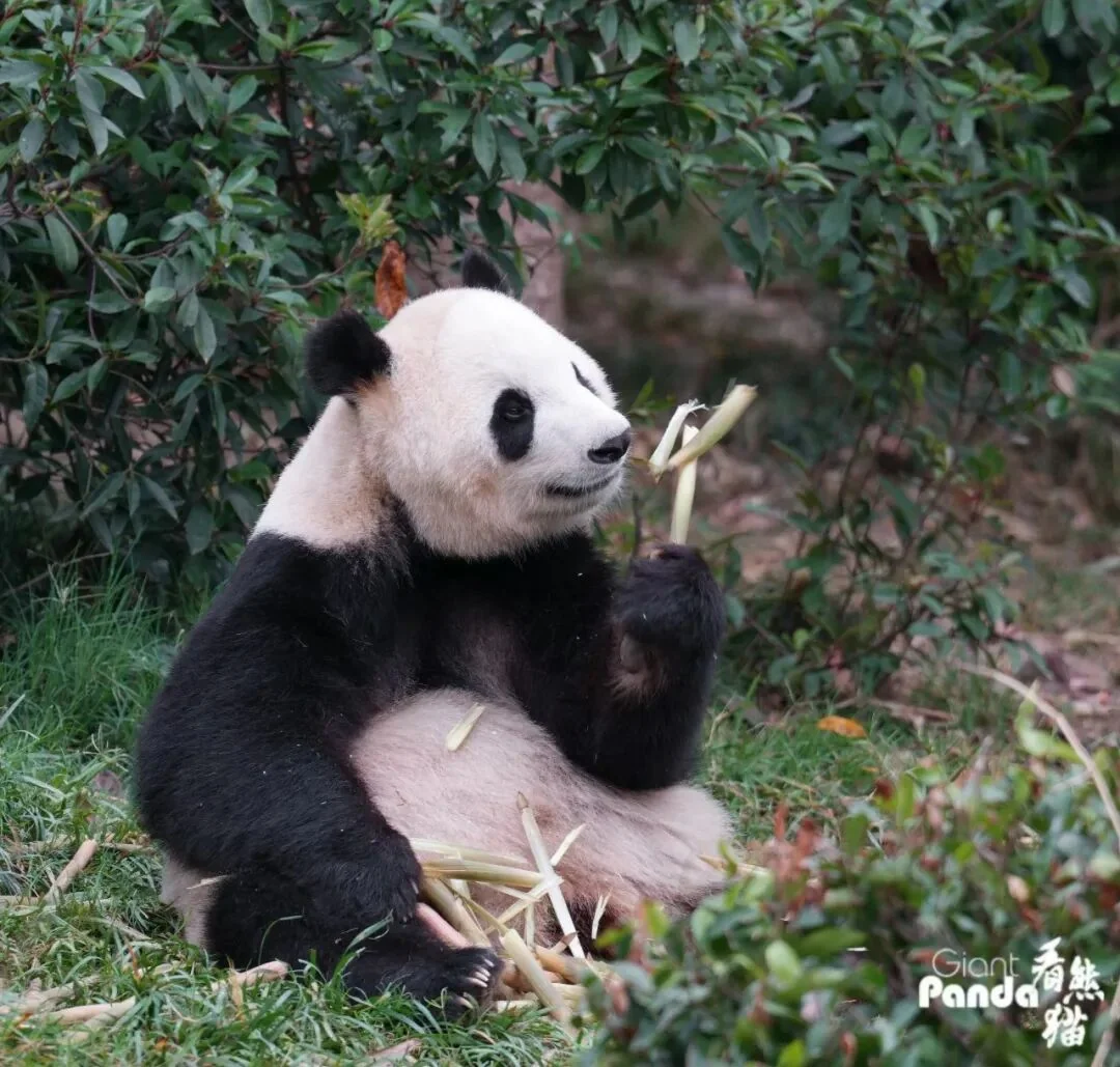 Fu Shuang eating bamboo shoots
