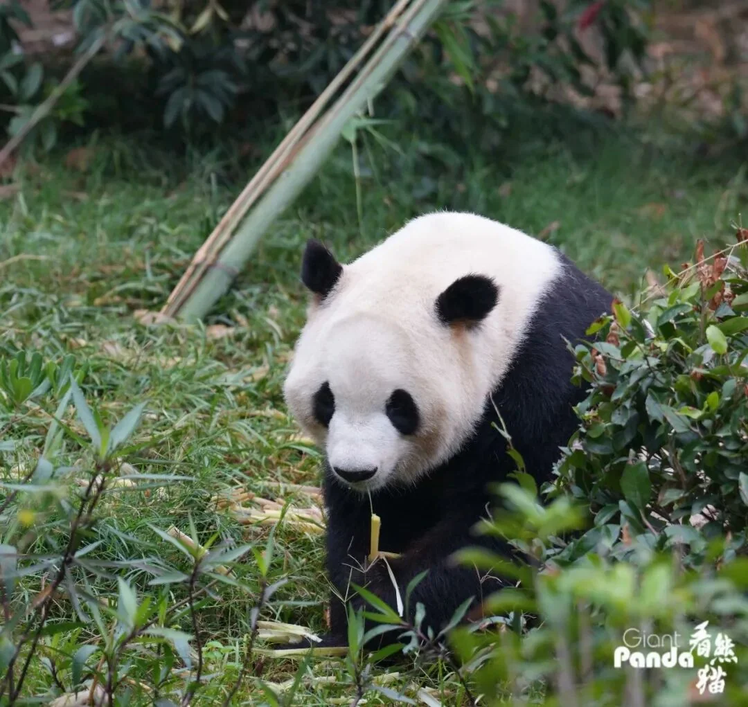 Fu Shuang solo portrait