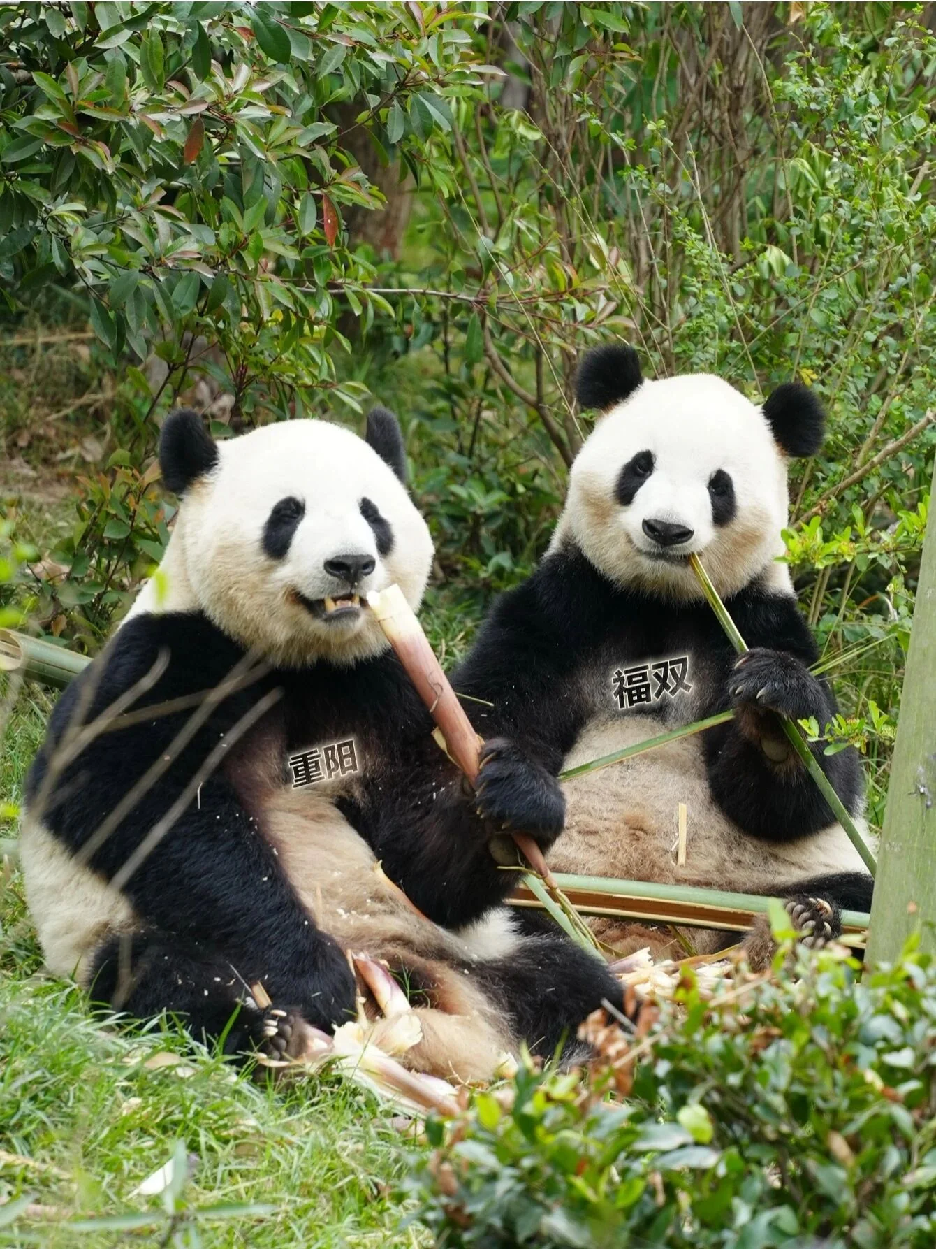 Fu Shuang with Chong Yang
