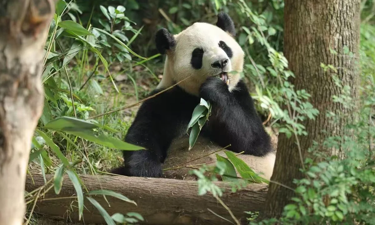 Fu Shuang Eating Bamboo