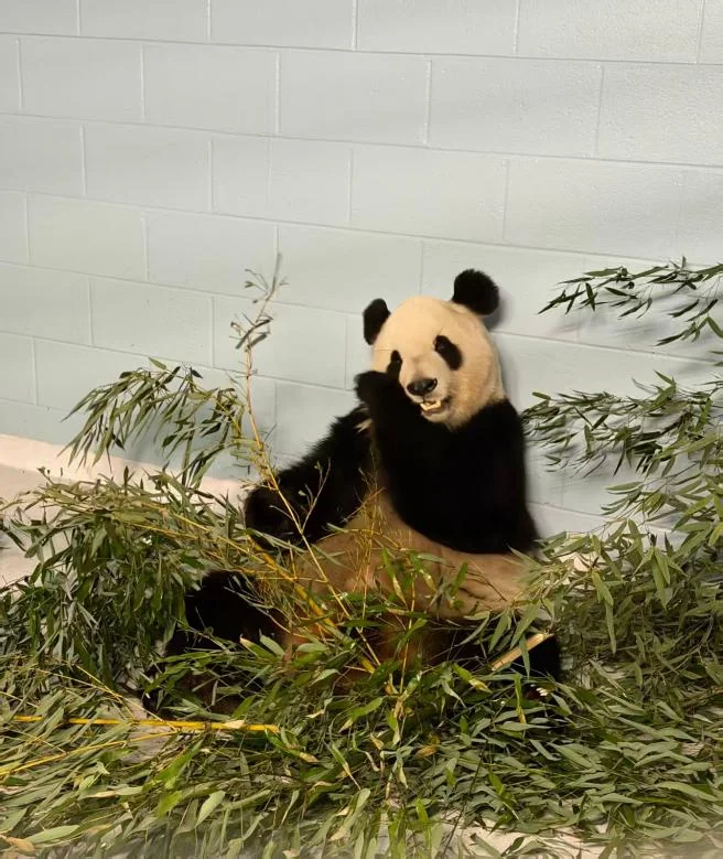 Fu Shuang eating bamboo during quarantine at Zoo Atlanta