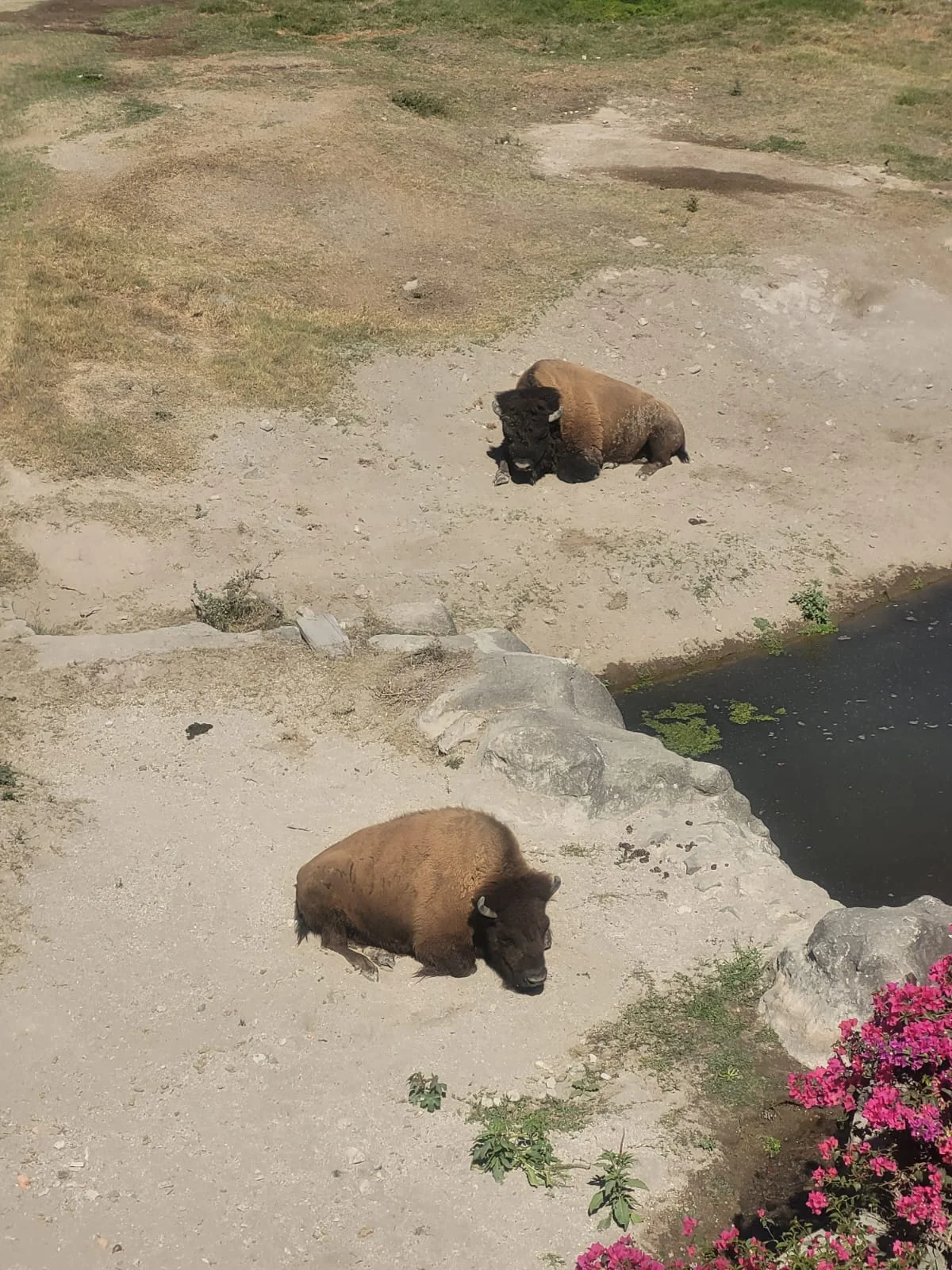 Photo of Guadalajara Zoo