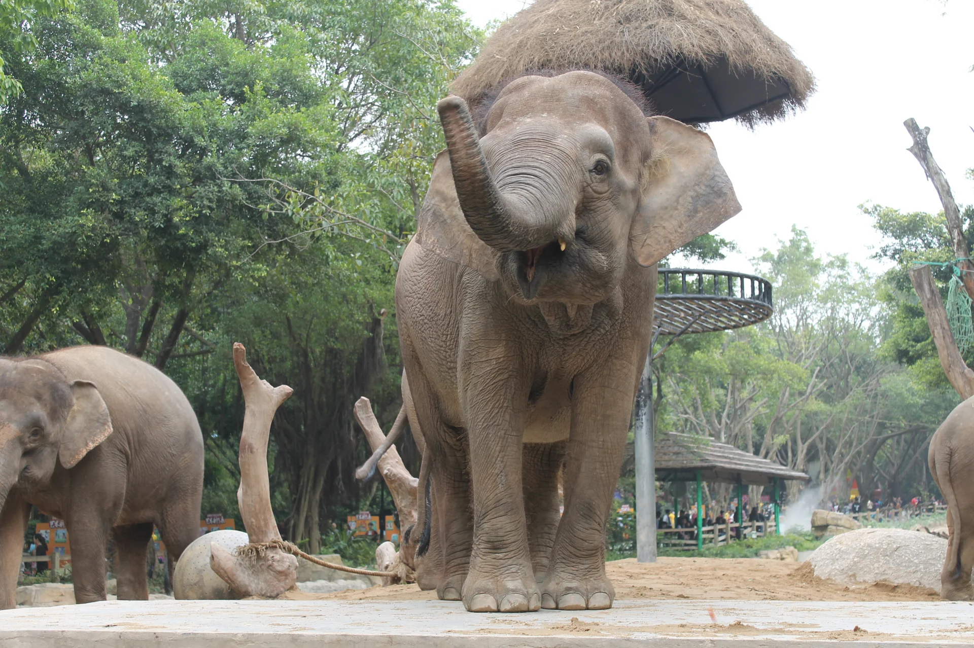 Photo of Chimelong Safari Park