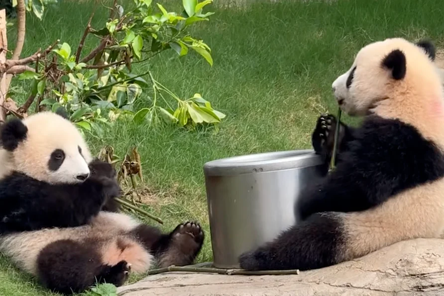 Twins Eating Bamboo Together - Ga Ga & De De