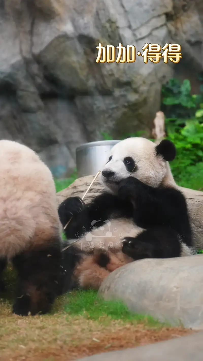 Video thumbnail: Twins Eating Together - Ga Ga & De De
