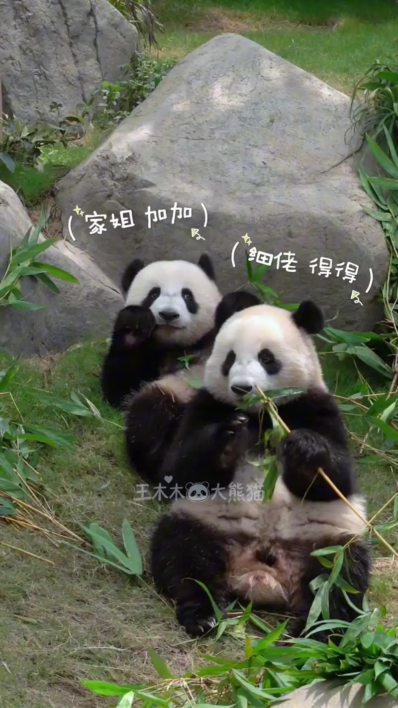 Video thumbnail: Twins Hamster Face Smile - Ga Ga & De De