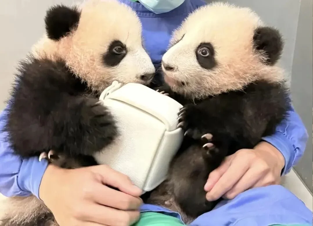 Twins In Keeper Arms Baby - Ga Ga & De De