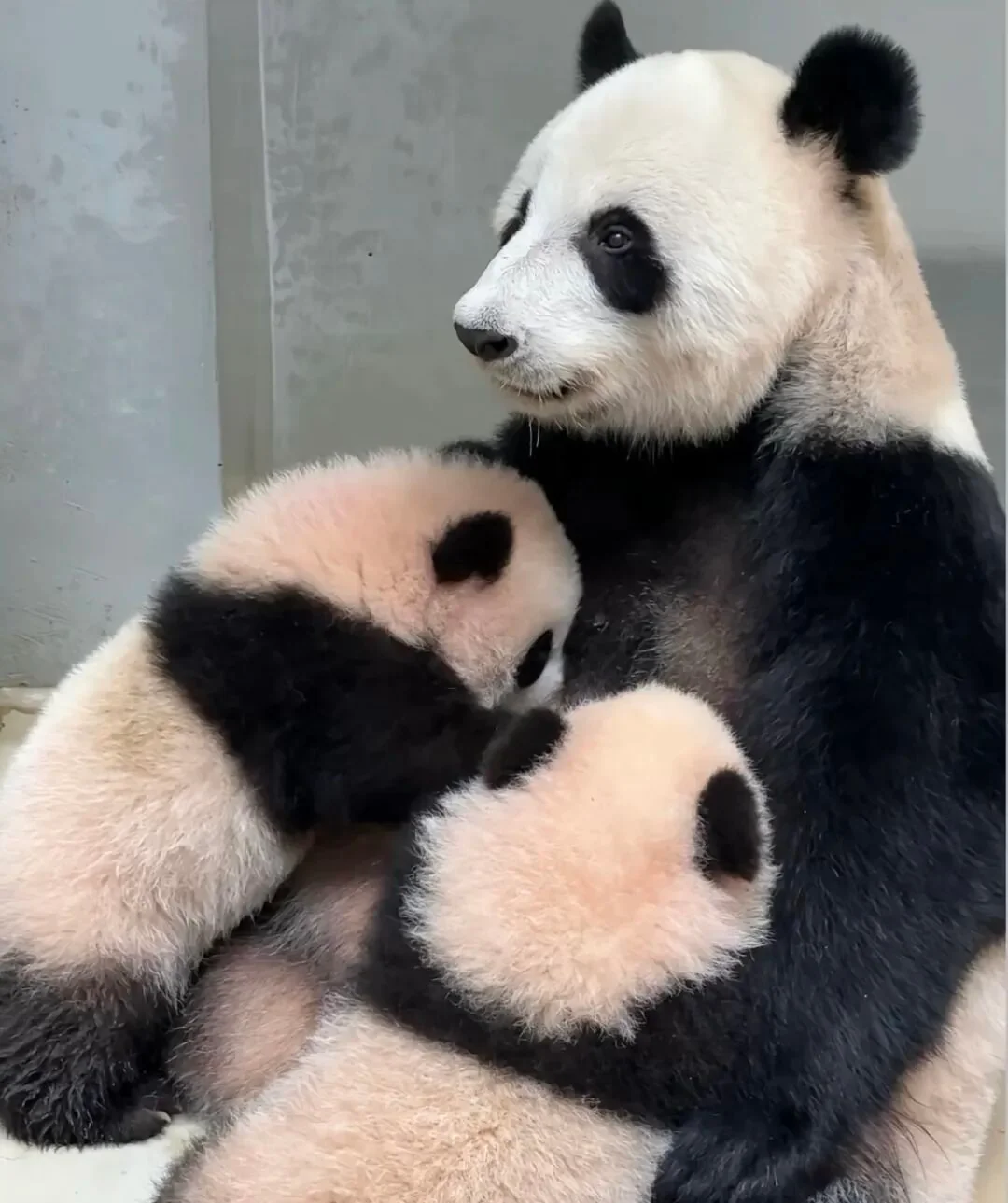 Twins In Mother Arms - Ga Ga & De De