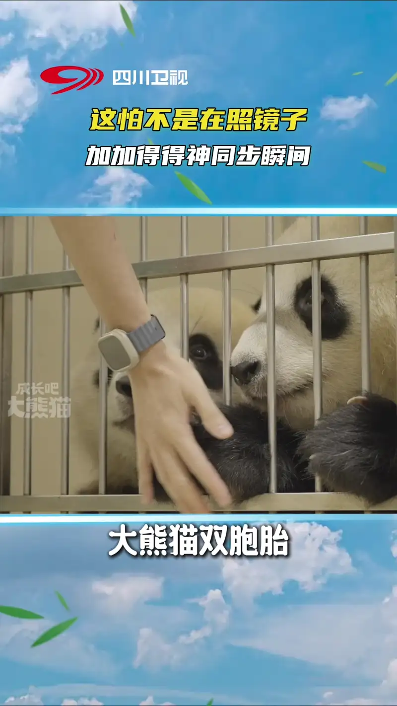 Video thumbnail: Twins Weighing Sync - Ga Ga & De De