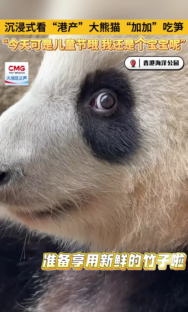 Video thumbnail: Jia Jia Childrens Day Bamboo - Ga Ga