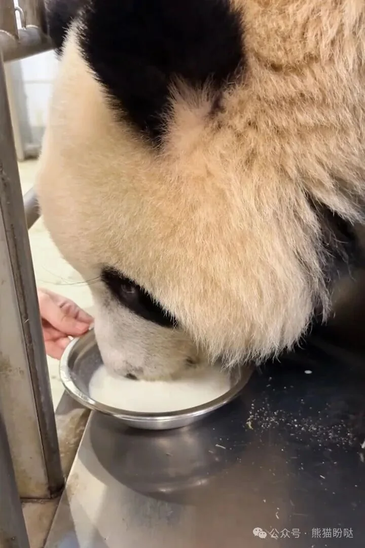 Jia Jia Drinking Milk - Ga Ga