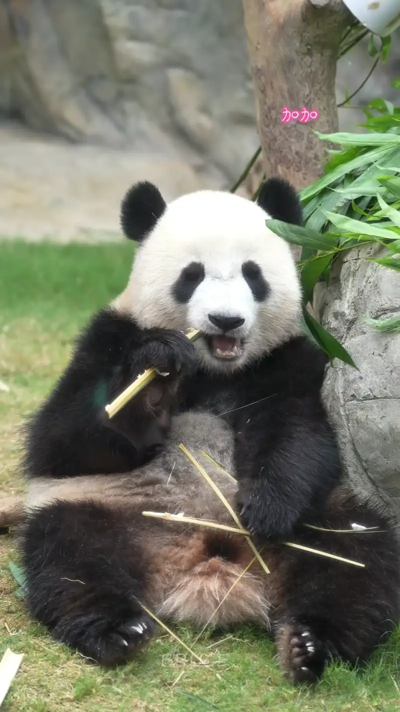 Video thumbnail: Jia Jia Eating Bamboo Stick - Ga Ga