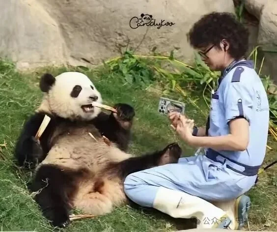 Jia Jia Feet On Keeper Lap - Ga Ga