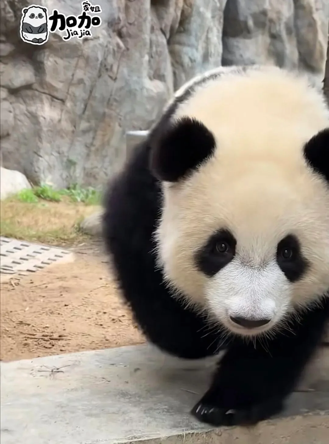 Jia Jia Front Looking Camera - Ga Ga