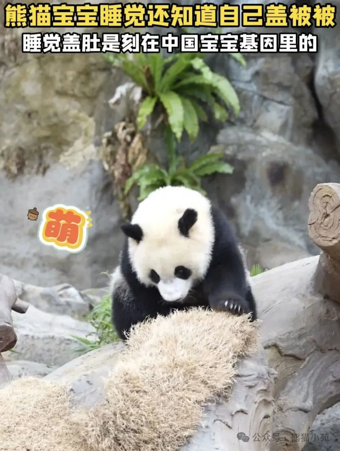 Jia Jia Hugging Blanket Sleep - Ga Ga
