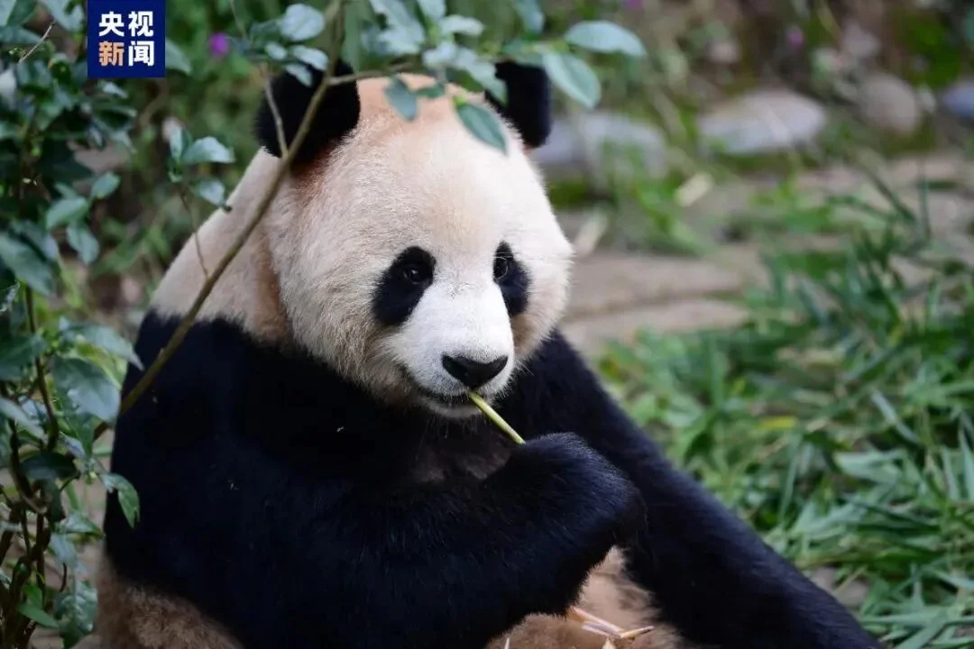 Photo of Jing Jing